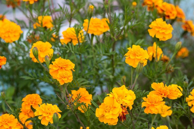 Summer background with growing flowers calendula marigold