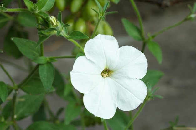 Summer background with petunia flower in sunlight