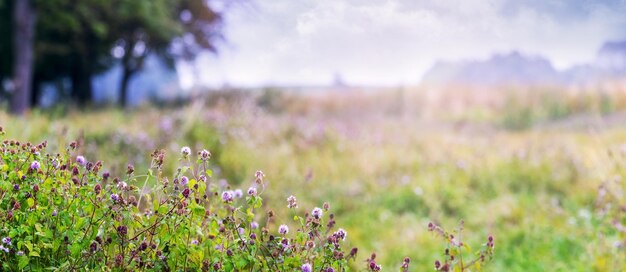 Summer background with wild flowers in the meadow trees and sky in the distance