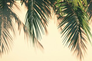 palm tree backgrounds