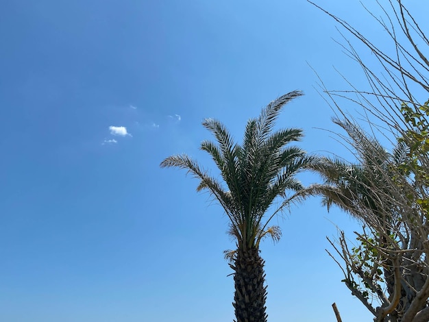 Summer beach background palm trees against blue sky banner panorama tropical Caribbean