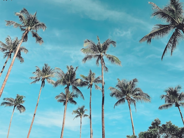 Summer on the beach blue sky with tropical palms trees silhouettes