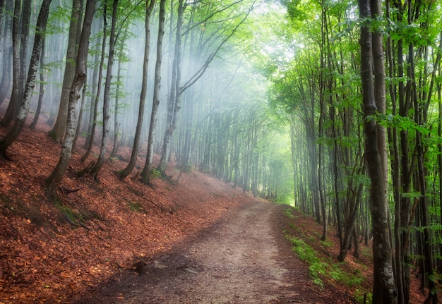 Summer beech forest on the slopes of the mountains