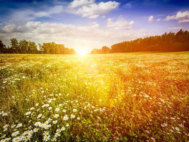 Summer blooming meadow field