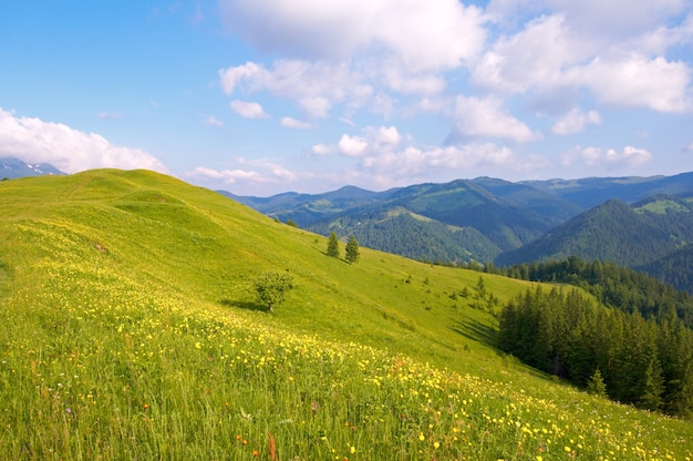 Summer blossoming green mountainside