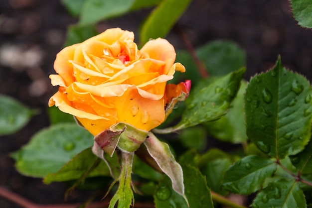 Summer blossoming roses flowers with raindrops