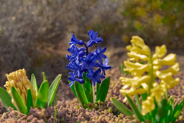 Summer blue blooming of hyacinth flower garden Meadow primrose plants