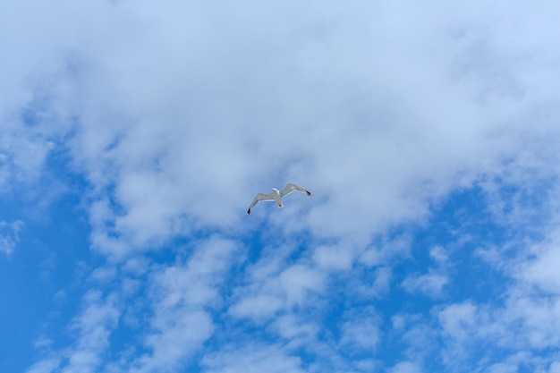 Summer blue sky cloud gradient light white background Beauty clear cloudy