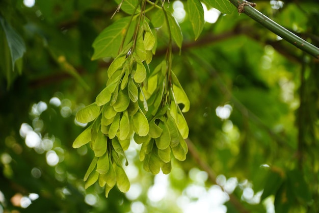 Summer branches of maple tree with green leaves and seeds Summer background with copy space