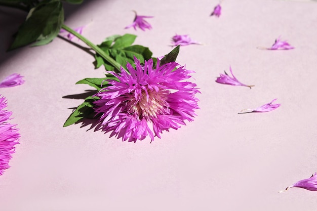 Summer card delicate lilac cornflower on a pastel background shadows from objects space for text