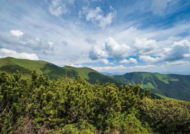 Summer Carpathian mountain ridge Ukraine