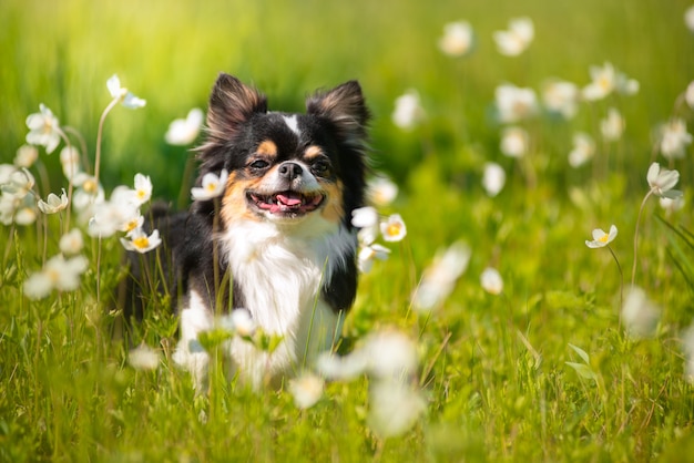 Summer. A Chihuahua dog in a Sunny clearing