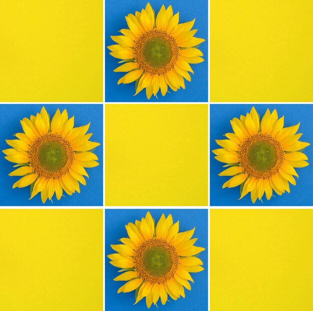 Summer collage Sunflower on the colored background Copy space Top view