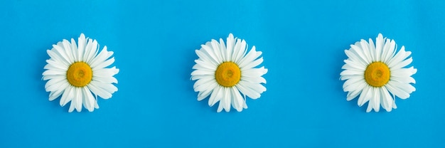 Summer collage White chamomile on the blue background Copy space Top view Closeup