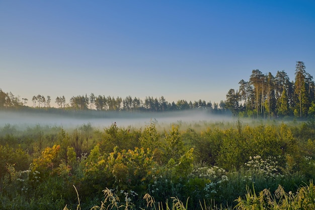 Summer colorful sunrise over the meadow with fog and dew on the grass Meadow lush grass in morning sun light Country landscape