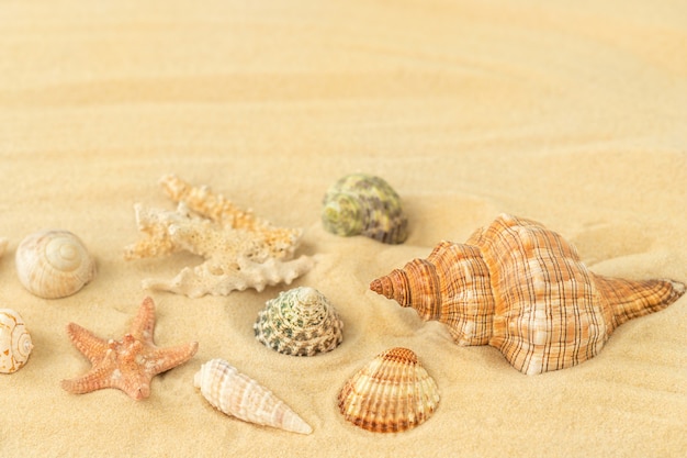 Summer composition with seashells and starfish on the sandy beach