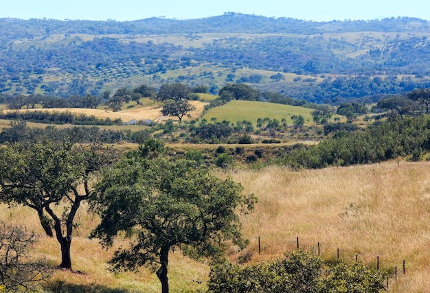 Summer country landscape with olive trees on slope, Potugal. Misty dull day.