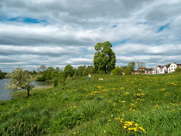 Summer countryside landscape with green grass, a large tree and cottages.