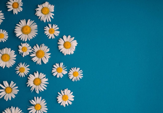 Summer daisies on a blue background