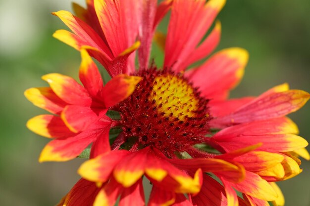 Summer decorative flowers bloom