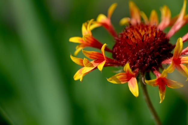 Summer decorative flowers bloom