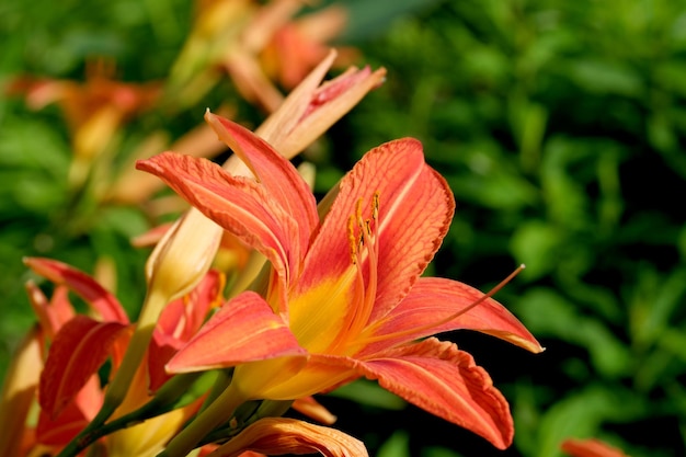 Summer decorative flowers bloom