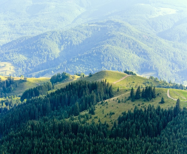 Summer evening misty mountain landscape with fir forest in front