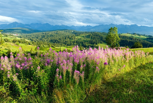 Summer evening mountain village outskirts with pink flowers in front and Tatra range behind(Gliczarow Gorny, Poland)