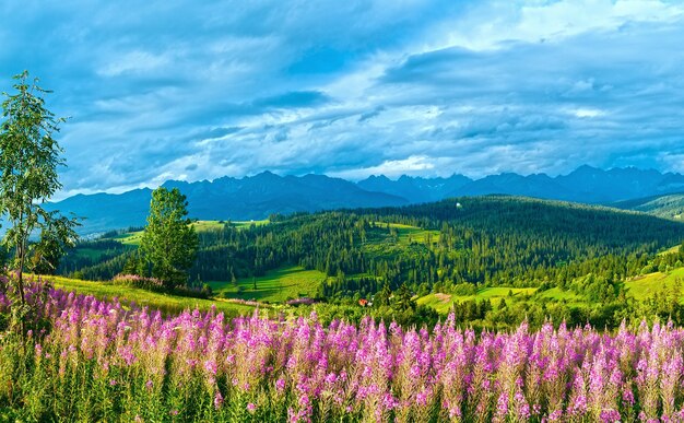 Summer evening mountain village outskirts with pink flowers in front and Tatra range behind (Gliczarow Gorny, Poland)