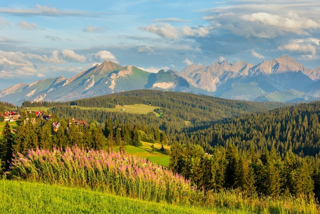 Summer evening mountain village outskirts with pink flowers in front and Tatra range behind (Gliczarow Gorny, Poland).