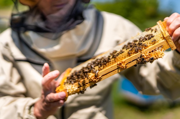 Summer farming worker harvesting honey Honeybee wooden frame holding in hands