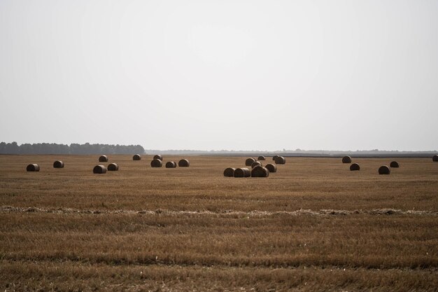 Summer field after the harvest Concept harvest straw agronomy