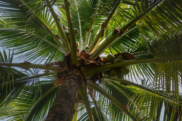 Summer field of coconut palm