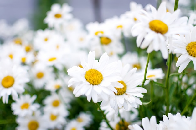 Summer Field of daisy flowers