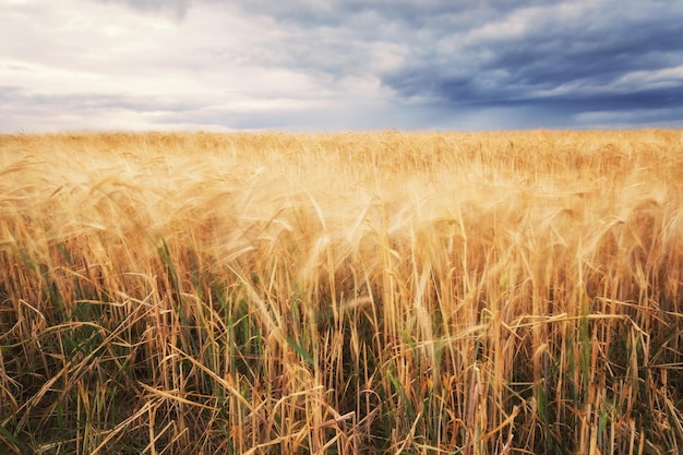 Summer field and dramatic sky before storm