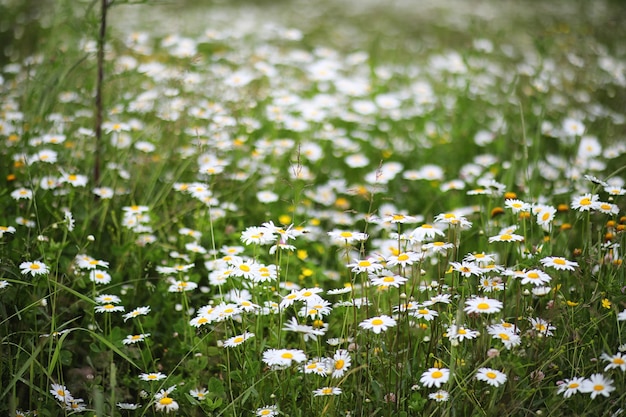 Summer field of white camomiles on the nature of the countryside