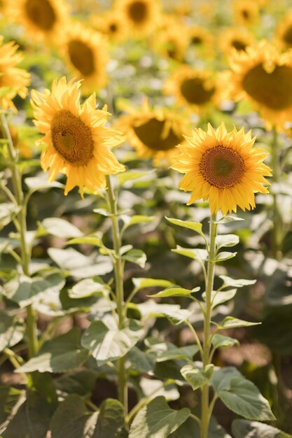 Summer field with beautiful sunflowers