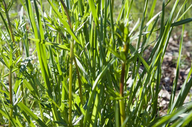 Photo summer field with grass and flowers artistic partial focus and blurred background