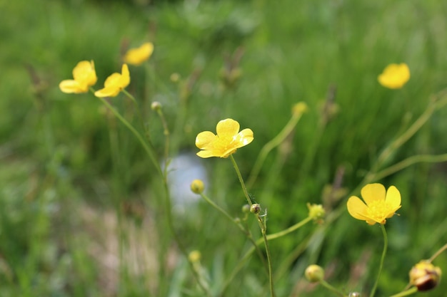 Summer field with grass and flowers partial focused and blurred background