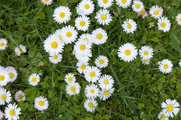 Summer field with grass and flowers small daises artistic partial focus and blurred background