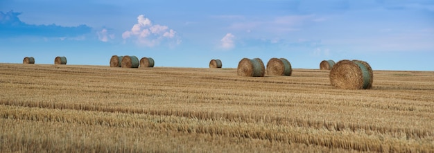 Summer field with straw harvest time hay in bale rolls eveningtime