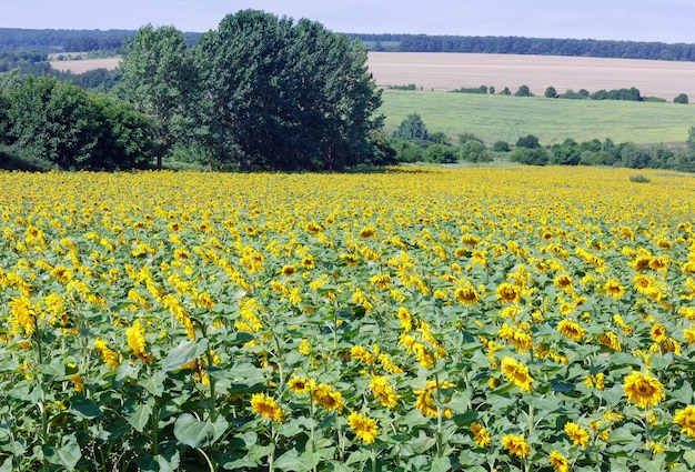 Summer field of yellow sunflowers. Country landscape.