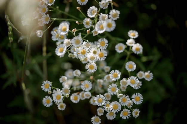 Summer floral background with wild chamomile flowers close-up on dark green background