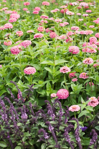 Summer flower bed with Zinnia and Sage