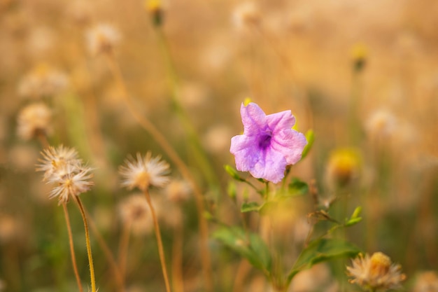 Summer flower table