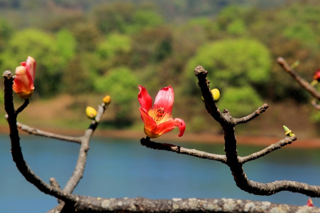 Summer Flower