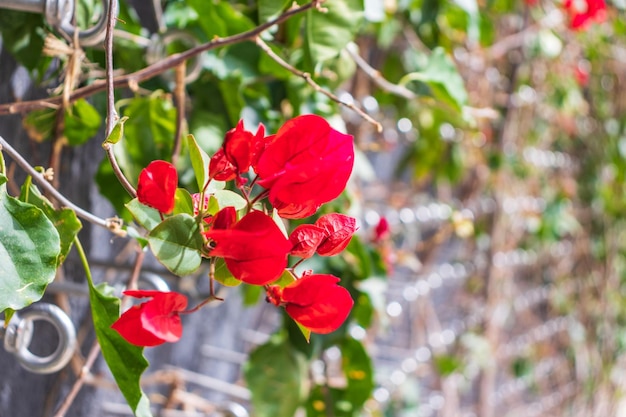 Summer flowers bougainvillea on the brick wall