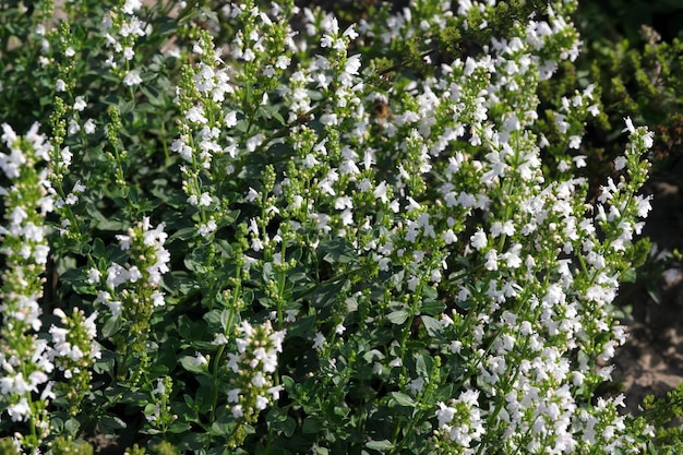 Summer flowers closeup