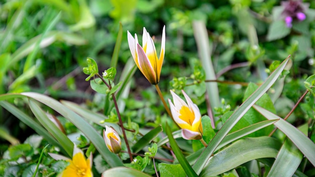 summer flowers delight with bright colors