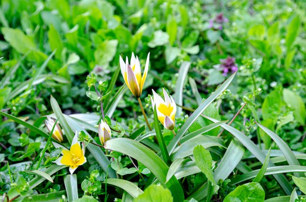 summer flowers delight with bright colors